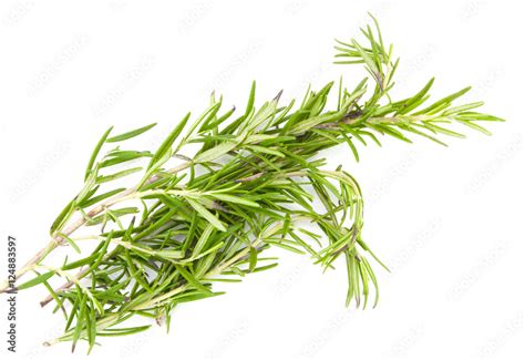 Twig Of Rosemary On A White Stock Photo Adobe Stock