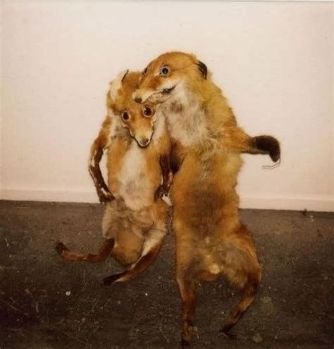 Create Meme Drunk Fox A Stuffed Fox Taxidermist Pictures Meme