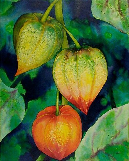 Chinese Lantern Summer Flower Art Chinese Lanterns Flowers