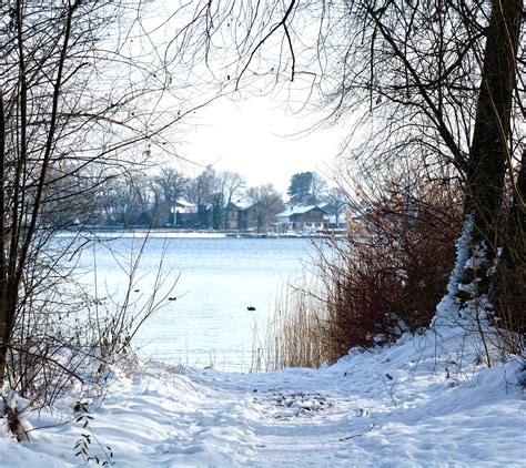 Banco De Imagens Rvore Natureza Ramo Neve Frio Plantar Luz