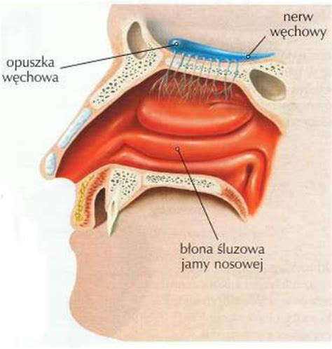 Biologia Klasa Vii Narz Dy Zmys W Zmys Y Powonienia Smaku I Dotyku