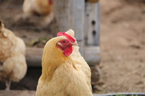 Merritt bird flock tests positive for avian flu - Merritt Herald