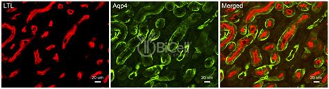 Aquaporin 4 Aqp4 Antibody Bicell Scientific®