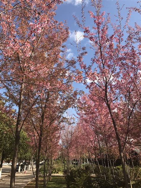 美若粉紅雲霞！楚雄游泳館旁櫻花爛漫綻放，美翻了圖 每日頭條