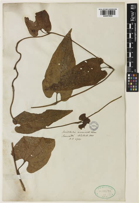 Aristolochia Acuminata Lam Plants Of The World Online Kew Science