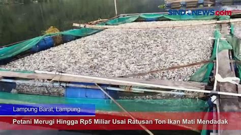 Petani Merugi Hingga Rp5 Miliar Usai Ratusan Ton Ikan Di Danau Ranau