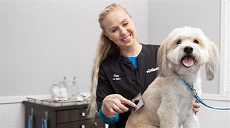 Dog Grooming & Cat Grooming Services | PetSmart