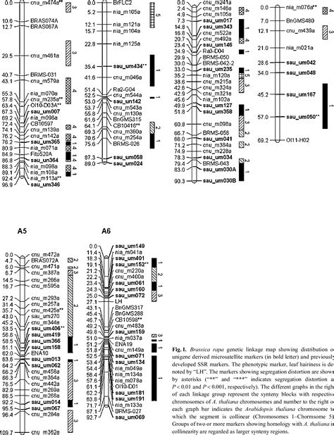 Figure From Development And Linkage Mapping Of Unigene Derived