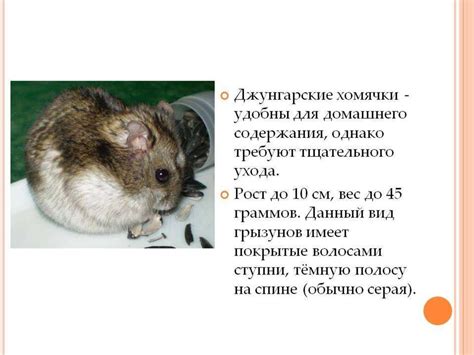 Мой любимый питомец - презентация онлайн