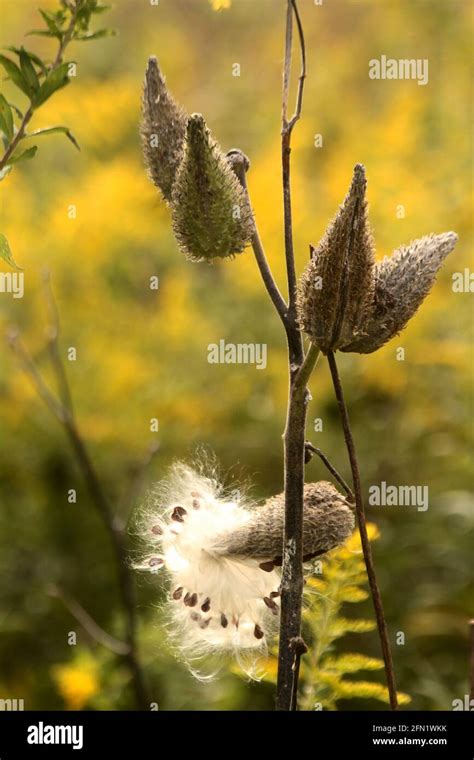 Seed Pods Of A Milkweed Plant In Autumn Stock Photo Alamy