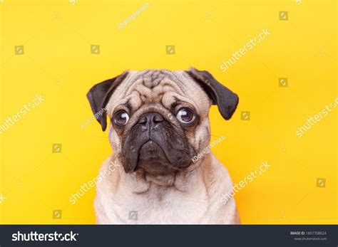 31786 Pug Face Portrait 图片、库存照片和矢量图 Shutterstock