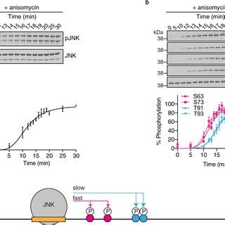 Multisite phosphorylation kinetics of the c-JUN TAD by JNK1 a Schematic ...