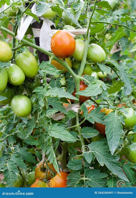 Cultivar Tomates Imagen De Archivo Imagen De Rural 264240491