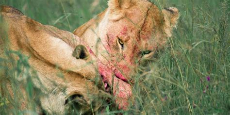 Days Masai Mara Mid Range Luxury