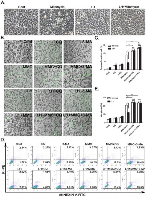 A Smmc 7721 Cells Were Treated With Mitomycin 2 μm Under Lh Download Scientific Diagram