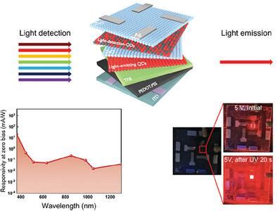 Efficient Dualfunctional Quantum Dot Lightemitting Diodes With Uvvis