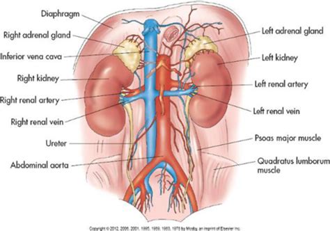 Chapter Urinary System Part One Flashcards Quizlet