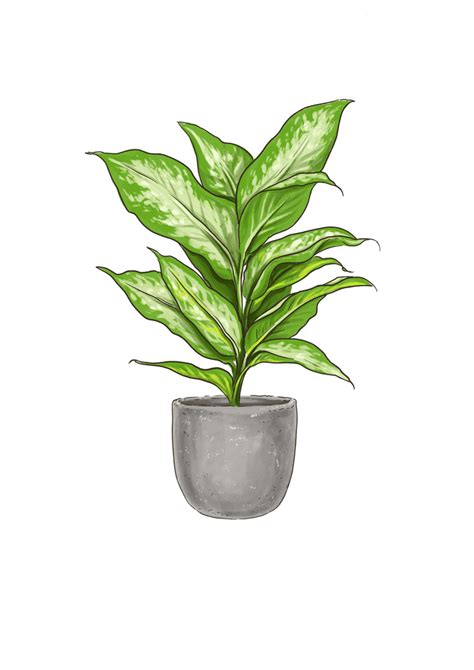 Dieffenbachia Camouflage Indoor Plants Lively Root