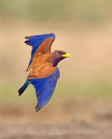 Broad Billed Roller Eurystomus Glaucurus Mutant Distraction On Tumblr