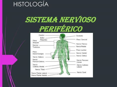 HISTOLOGÍA DEL SISTEMA NERVIOSO PERIFRICO Dra Stephany Gálvez uDocz