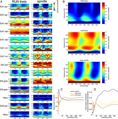 Cross Frequency Phaseamplitude Coupling During Theta And Spindle