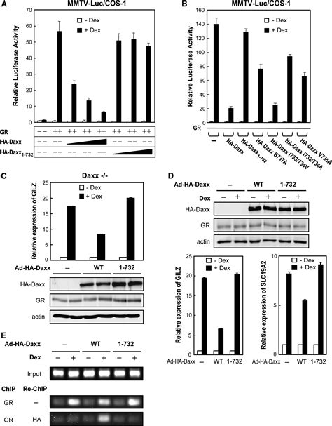 Role Of Sumo Interacting Motif In Daxx Sumo Modification Subnuclear