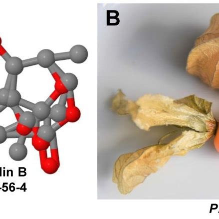 Physalin B A The Seco Steroid Physalin B Has A Complex Highly