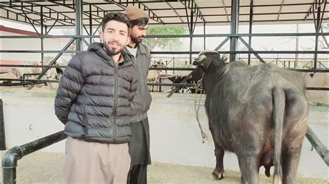 Visit Dewan Farm🐄 In Bewal 2023 Youtube