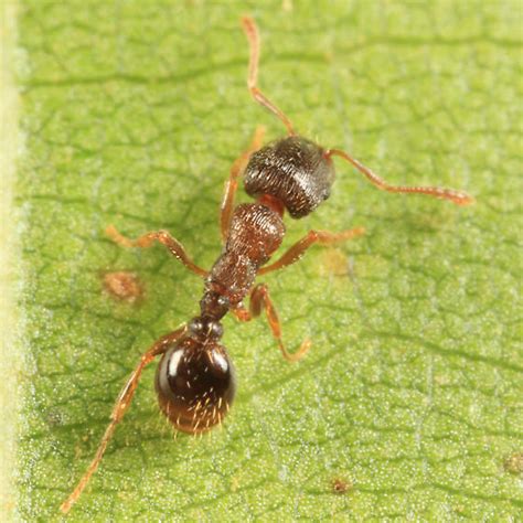 Tiny Stinging Ant Tetramorium Immigrans Bugguide Net