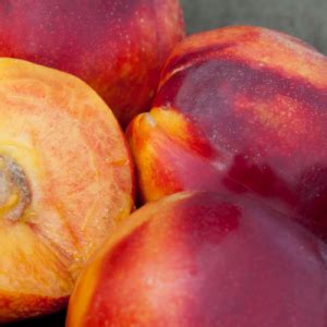 Nectar Babe Dwarf Nectarine Tree Bob Wells Nursery U S Shipping