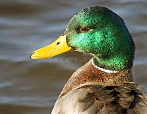 Close Up Of A Mallard Duck Male With Its Distinctive Green Feathered