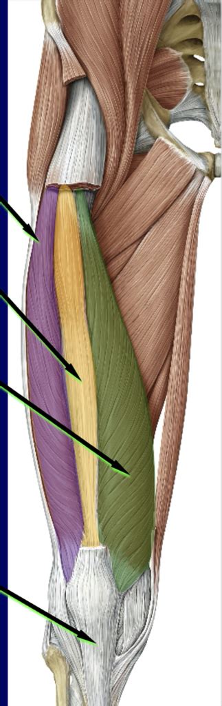 Quadriceps Femoris Muscles Diagram Quizlet