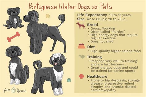 Hypoallergenic Dog Breeds