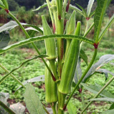 Semillas De Okra Abelmoschus Esculentus Precio 1 35