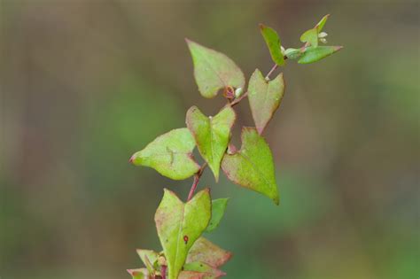 Fallopia Convolvulus Gemeiner Windenkn Terich