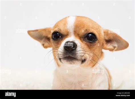 Cute Tan And White Chihuahua Puppy On A White Background Stock Photo