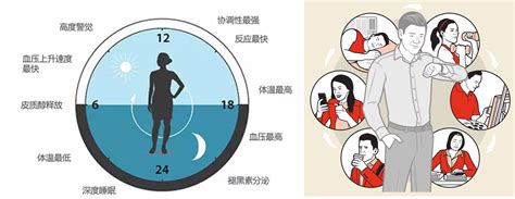 “节律生物学”获诺奖的警示：现代生活方式正在打破人类昼夜节律