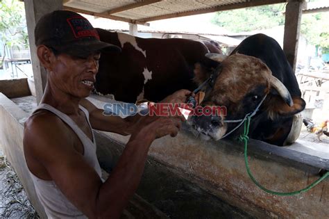 Foto Inilah Sapi Limosin Ton Yang Dibeli Presiden Jokowi