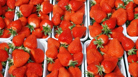 Erdbeeren Am Besten Frisch Vom Feld Nachrichten WDR