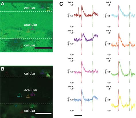 3D Functional Neuronal Networks in Free‐Standing Bioprinted Hydrogel ... 