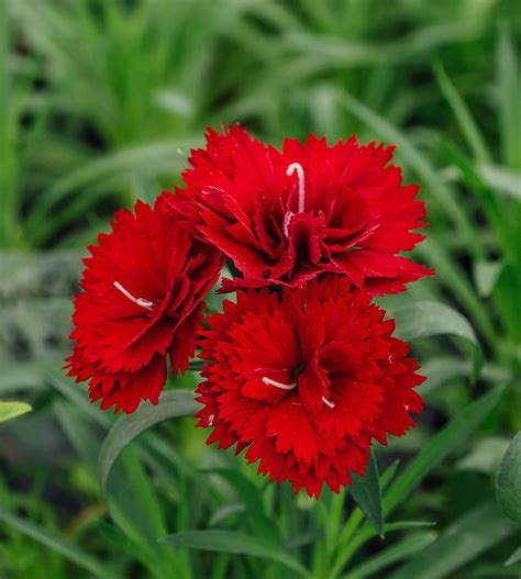 Timeless Blooms: Unveiling the Symbolic Meanings Behind Wedding Flowers - Hunter Games Magazine