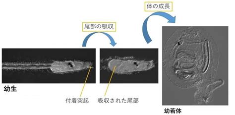 【岡山大学】d アミノ酸はホヤと哺乳類で皮膚分泌に関わる共通の機能をもつ 国立大学法人岡山大学のプレスリリース