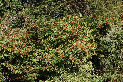 Ilex verticillata 'Winter Red' – Nurseries Caroliniana