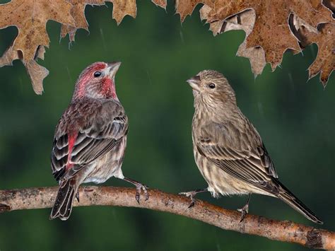 Do House Finches Mate For Life? (Behavior, Courtship +… | Birdfact