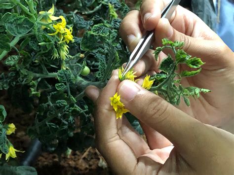 How to Modify Plant Genetics Without Genetic Engineering? - Plant Cell