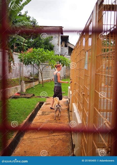 Volunteering at the Animal Shelter Stock Image - Image of color