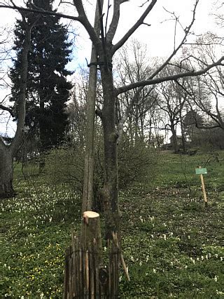 Frevel Richtet Enorme Sch Den Im Park Hohenrode An