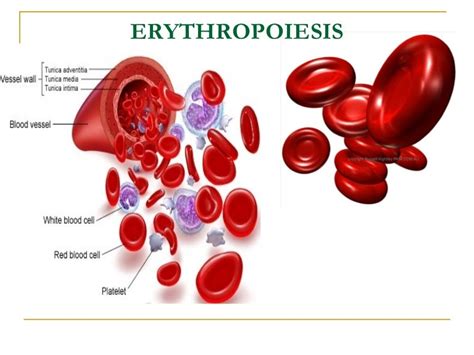 Erythropoiesis PPT