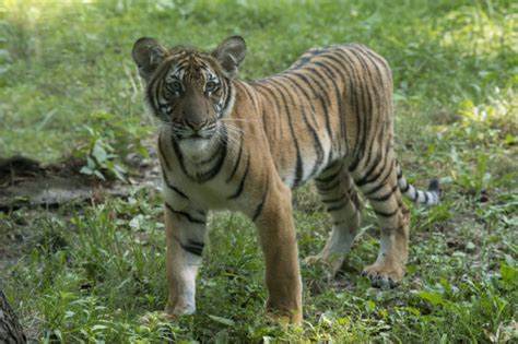 Malayan Tiger Cubs Debut at Bronx Zoo - ZooBorns