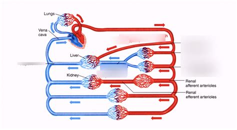 Bio 14 Enterohepatic Circulation Diagram | Quizlet